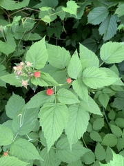 Rubus occidentalis
