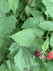 Rubus occidentalis