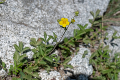 Potentilla flabellifolia