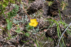 Potentilla flabellifolia