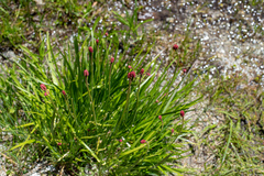 Triantha occidentalis occidentalis