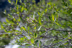 Salix eastwoodiae