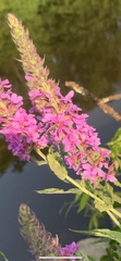 Lythrum salicaria