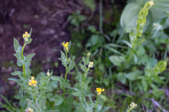 Senecio triangularis