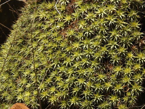 Deuterocohnia brevifolia