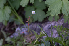 Micranthes odontoloma