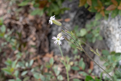Silene douglasii