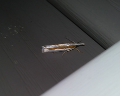 Crambus girardellus