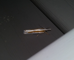 Crambus girardellus