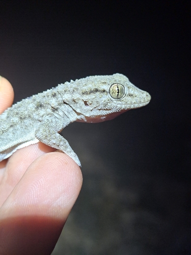 Moorish Gecko, Tarentola fascicularis