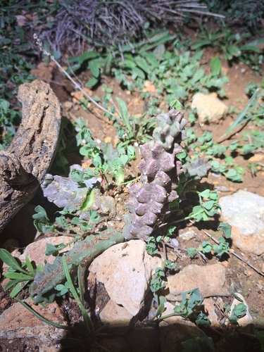 Apteranthes europaea (Apteranthes europaea)
