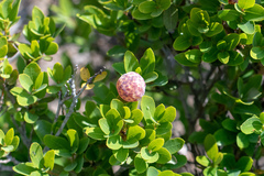 Andricus vacciniifoliae