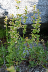Penstemon deustus