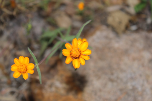 Narrowleaf zinnia (Zinnia angustifolia)