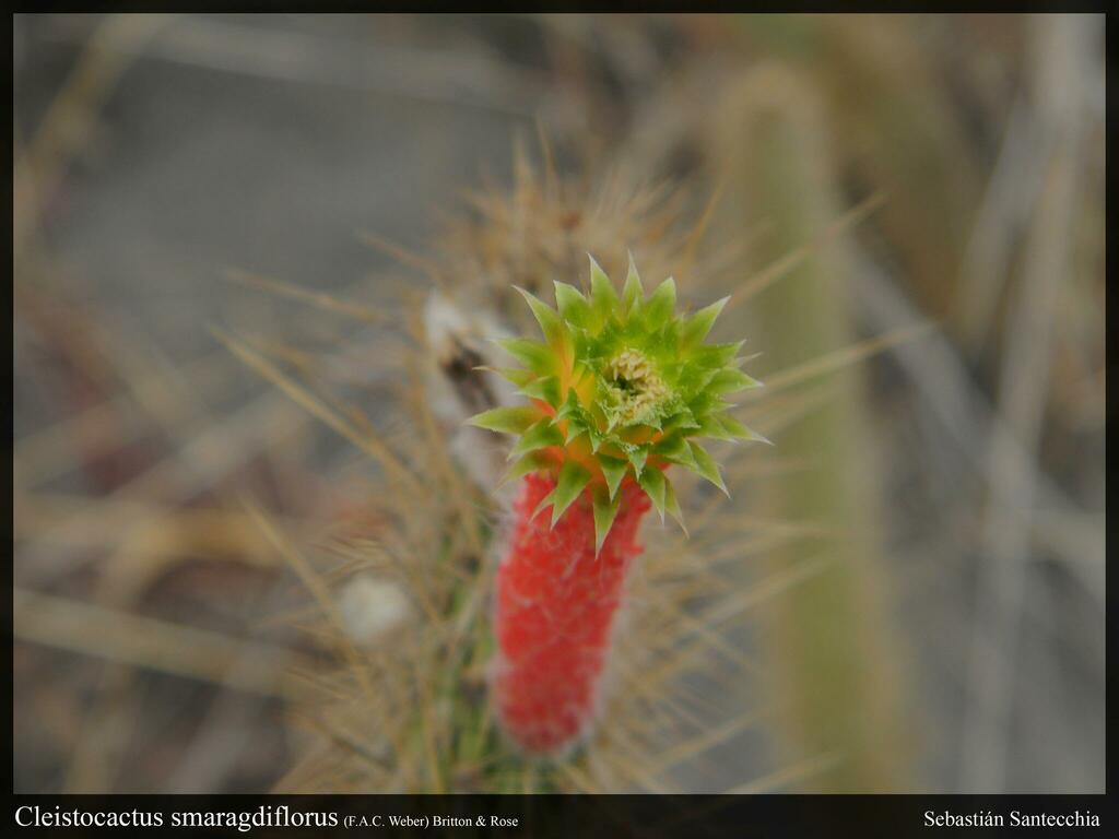 Cleistocactus smaragdiflorus (F.A.C.Weber) Britton & Rose 3