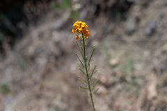 Erysimum capitatum capitatum