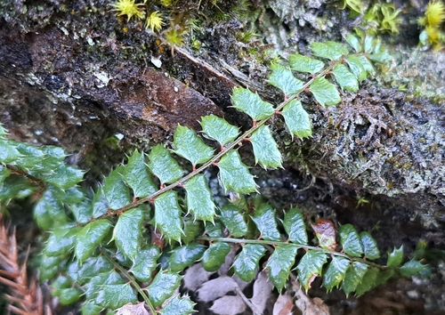 Polystichum atkinsonii iNat (1)