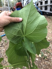 Abutilon theophrasti