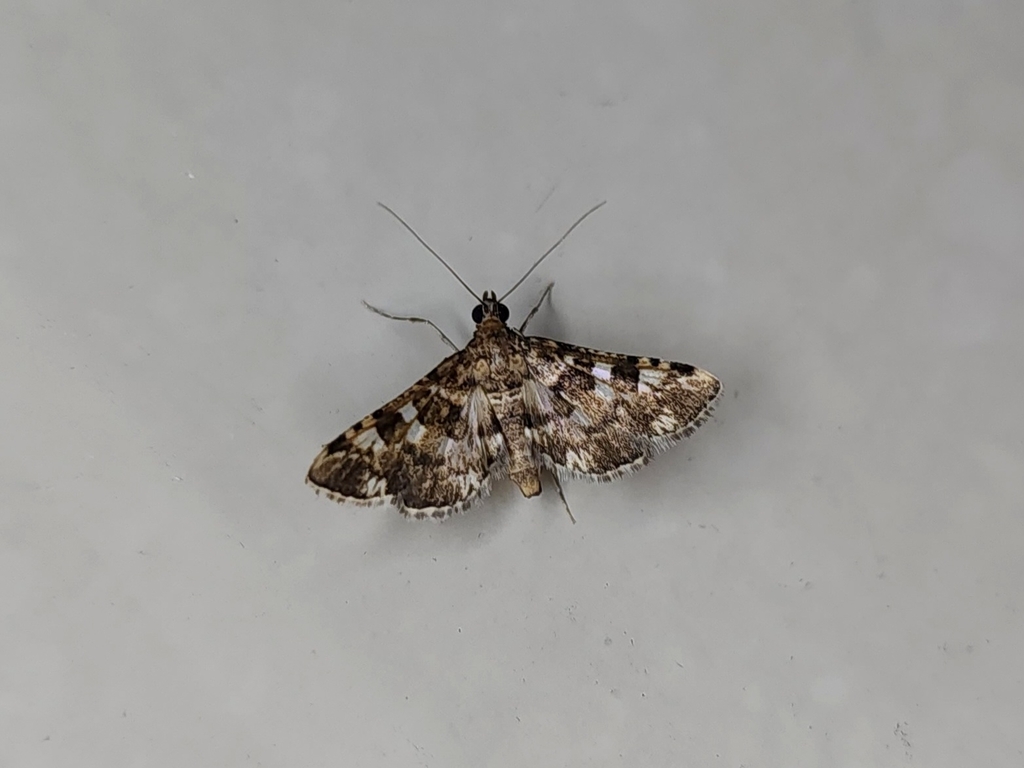 Nacoleia megaspilalis