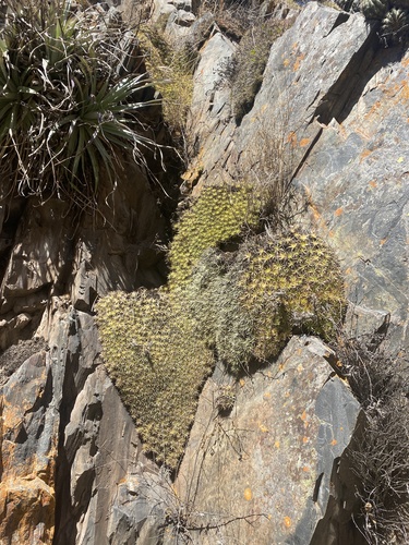 Image of Deuterocohnia brevifolia by (c) Leonel Roget, some rights reserved (CC BY)