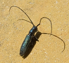 Agapanthiola leucaspis