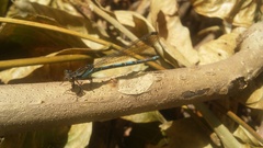 Argia anceps