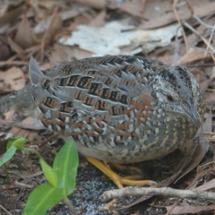 Turnix varius