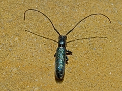 Agapanthiola leucaspis