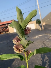 Asclepias syriaca