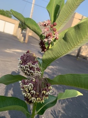 Asclepias syriaca