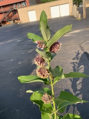 Asclepias syriaca