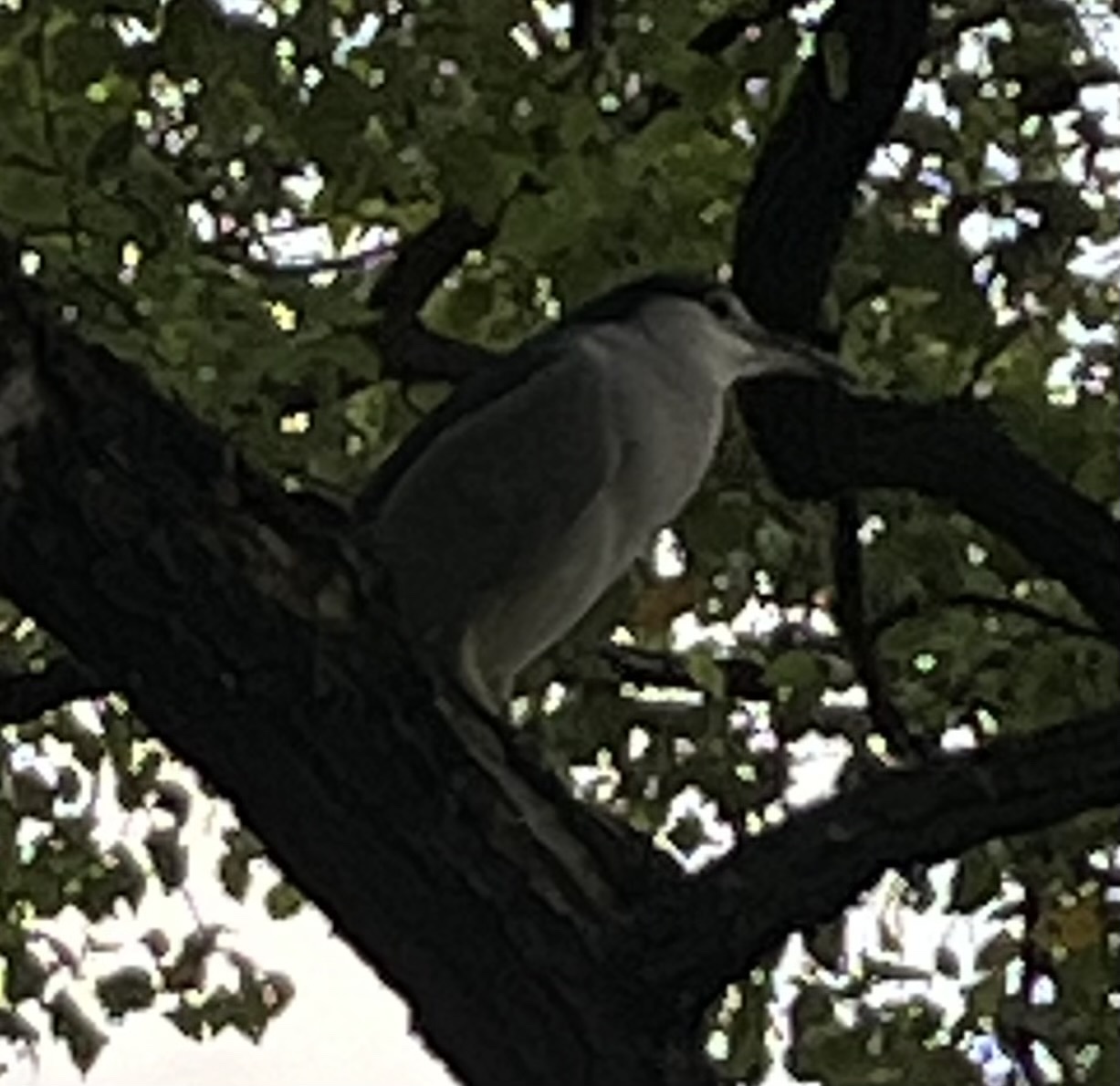 Black-crowned Night Heron