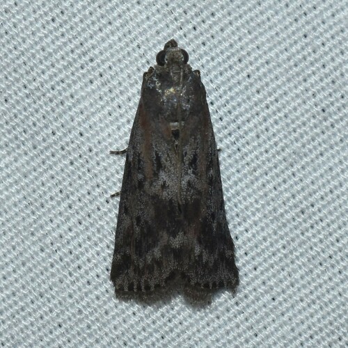 Black-spotted Leafroller Moth photo 4