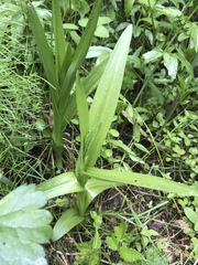 Platanthera dilatata