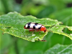 Disonycha angulata