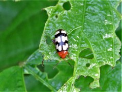 Disonycha angulata