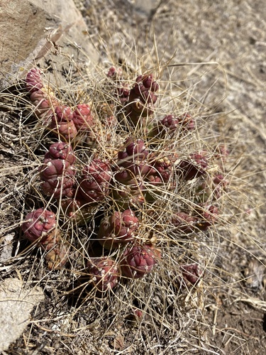 Image of Tephrocactus verschaffeltii by (c) Leonel Roget, some rights reserved (CC BY)