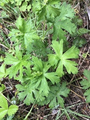 Geranium oreganum