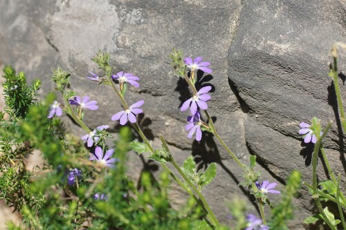 Image of Scaevola aemula by (c) Rod Lowther, some rights reserved (CC BY)