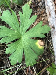 Geranium oreganum