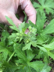 Geranium oreganum