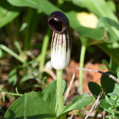 Arisarum simorrhinum Durieu