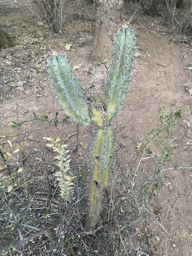 Cereus hankeanus (Cereus hankeanus)