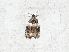 Olethreutes fasciatana