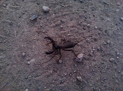 Mastigoproctus tohono