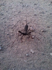 Mastigoproctus tohono