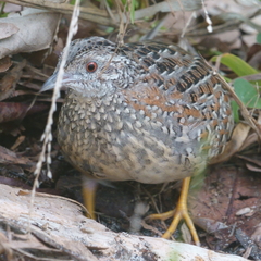 Turnix varius