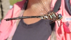 Somatochlora margarita