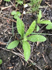 Eurybia radulina
