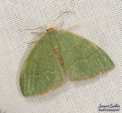 Thalera pistasciaria